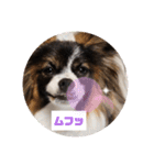 パピヨンのしのんちゃん2（個別スタンプ：10）