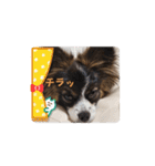 パピヨンのしのんちゃん2（個別スタンプ：14）