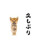 踊る柴犬くん（個別スタンプ：1）