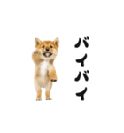 踊る柴犬くん（個別スタンプ：3）