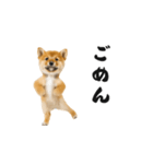 踊る柴犬くん（個別スタンプ：5）