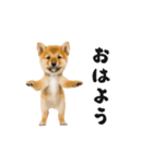 踊る柴犬くん（個別スタンプ：6）