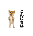 踊る柴犬くん（個別スタンプ：7）