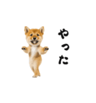 踊る柴犬くん（個別スタンプ：9）