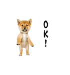 踊る柴犬くん（個別スタンプ：10）