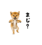 踊る柴犬くん（個別スタンプ：11）