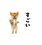 踊る柴犬くん（個別スタンプ：14）