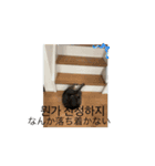 うちの猫と韓国語1（個別スタンプ：14）