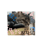 うちの猫と韓国語1（個別スタンプ：16）