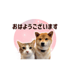 毎日にもっと柴犬を（個別スタンプ：1）