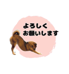 毎日にもっと柴犬を（個別スタンプ：7）