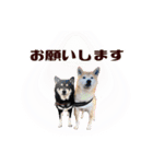 毎日にもっと柴犬を（個別スタンプ：8）