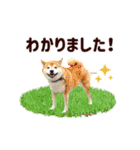 毎日にもっと柴犬を（個別スタンプ：12）