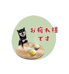 毎日にもっと柴犬を（個別スタンプ：17）