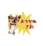 毎日にもっと柴犬を（個別スタンプ：18）