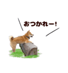 毎日にもっと柴犬を（個別スタンプ：19）