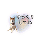 毎日にもっと柴犬を（個別スタンプ：22）