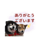 毎日にもっと柴犬を（個別スタンプ：23）