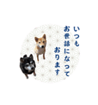 毎日にもっと柴犬を（個別スタンプ：26）