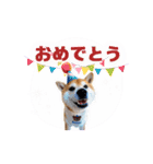 毎日にもっと柴犬を（個別スタンプ：33）