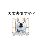 毎日にもっと柴犬を（個別スタンプ：34）