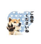 毎日にもっと柴犬を（個別スタンプ：35）