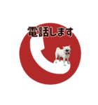 毎日にもっと柴犬を（個別スタンプ：39）