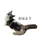我が家の愛猫、てんちゃん2（個別スタンプ：1）