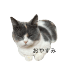 我が家の愛猫、てんちゃん2（個別スタンプ：2）