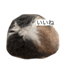 我が家の愛猫、てんちゃん2（個別スタンプ：3）
