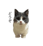 我が家の愛猫、てんちゃん2（個別スタンプ：5）