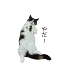 我が家の愛猫、てんちゃん2（個別スタンプ：6）