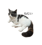 我が家の愛猫、てんちゃん2（個別スタンプ：7）