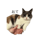 我が家の愛猫、てんちゃん2（個別スタンプ：8）
