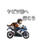 バイクに乗る猫【関東近郊！ツーリング！】（個別スタンプ：11）