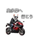 バイクに乗る猫【関東近郊！ツーリング！】（個別スタンプ：13）