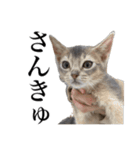 〇〇さんちのねこちゃん（個別スタンプ：1）