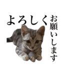〇〇さんちのねこちゃん（個別スタンプ：2）