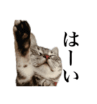 〇〇さんちのねこちゃん（個別スタンプ：3）
