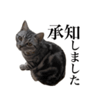 〇〇さんちのねこちゃん（個別スタンプ：4）