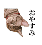 〇〇さんちのねこちゃん（個別スタンプ：5）