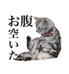 〇〇さんちのねこちゃん（個別スタンプ：6）