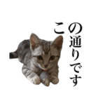 〇〇さんちのねこちゃん（個別スタンプ：8）