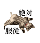 〇〇さんちのねこちゃん（個別スタンプ：11）