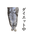 〇〇さんちのねこちゃん（個別スタンプ：13）