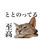 〇〇さんちのねこちゃん（個別スタンプ：15）