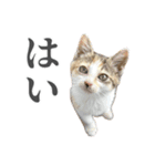 三毛猫リンバちゃんスタンプ（個別スタンプ：1）