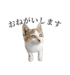 三毛猫リンバちゃんスタンプ（個別スタンプ：3）