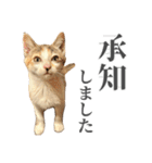 三毛猫リンバちゃんスタンプ（個別スタンプ：4）