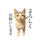 三毛猫リンバちゃんスタンプ（個別スタンプ：6）